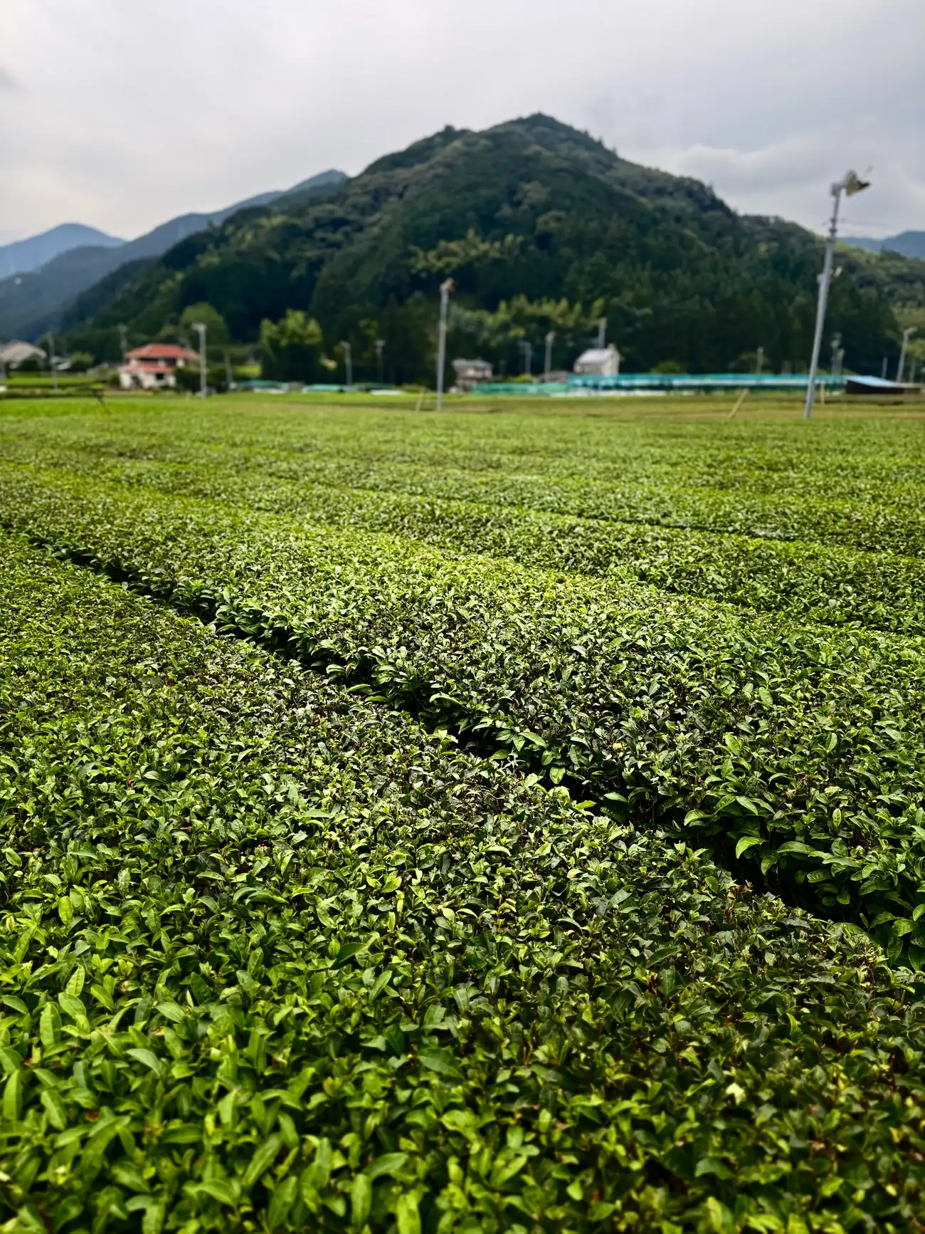 Tea fields of our first farm in the Shizuoka mountains
