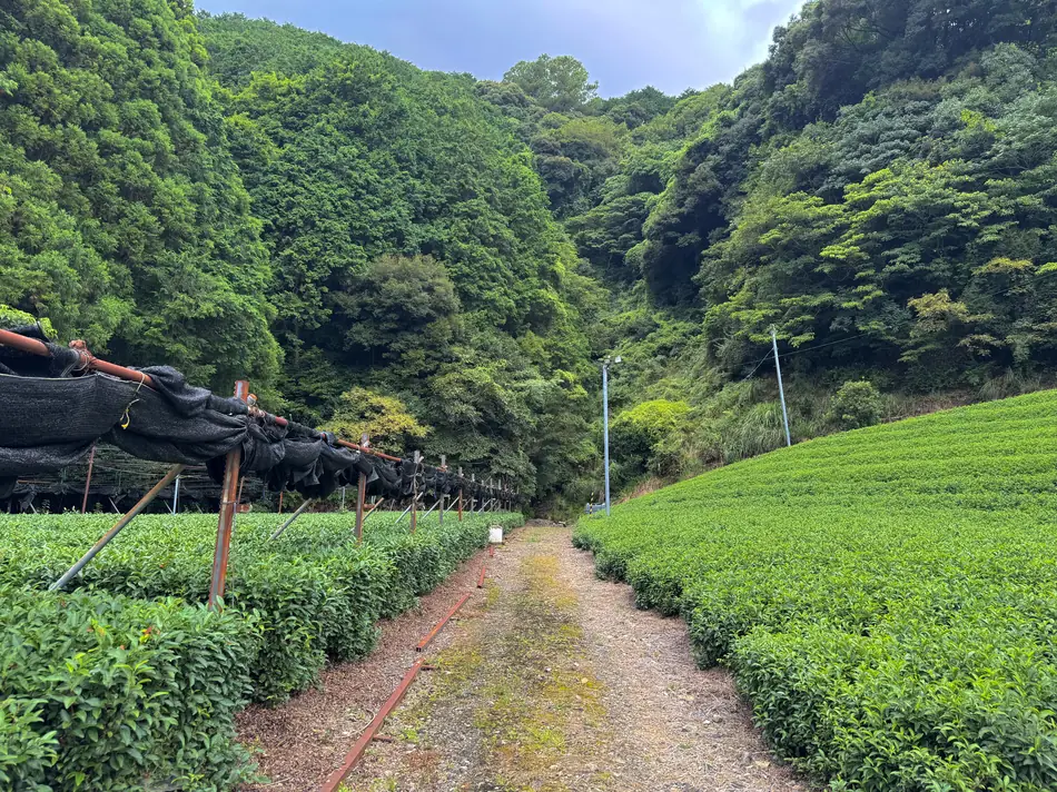 Two adjacent tea plots separated by a path, one under shading frames and one open to the sun