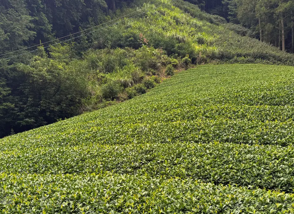 A sloping tea plot where the cultivated rows give way to uncut grass near the treeline