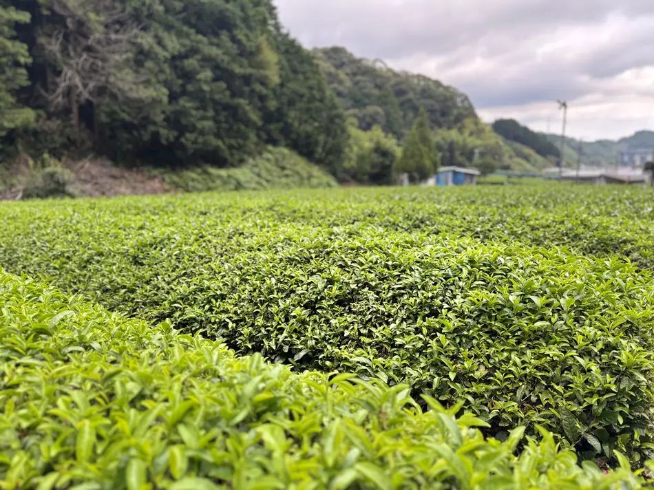 Adjacent rows of tea, the leaf on one a paler green than the next