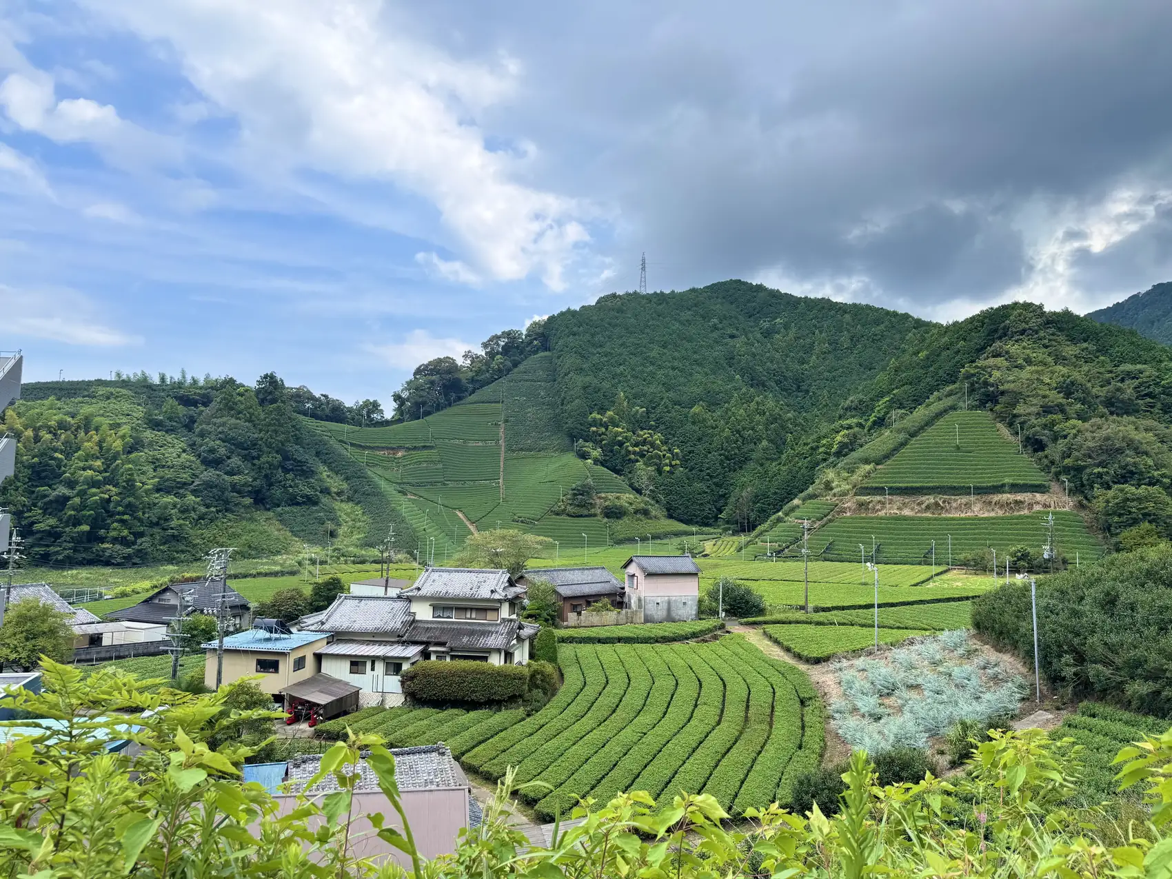 Terraced tea fields climbing the steep hillsides above a Shizuoka valley