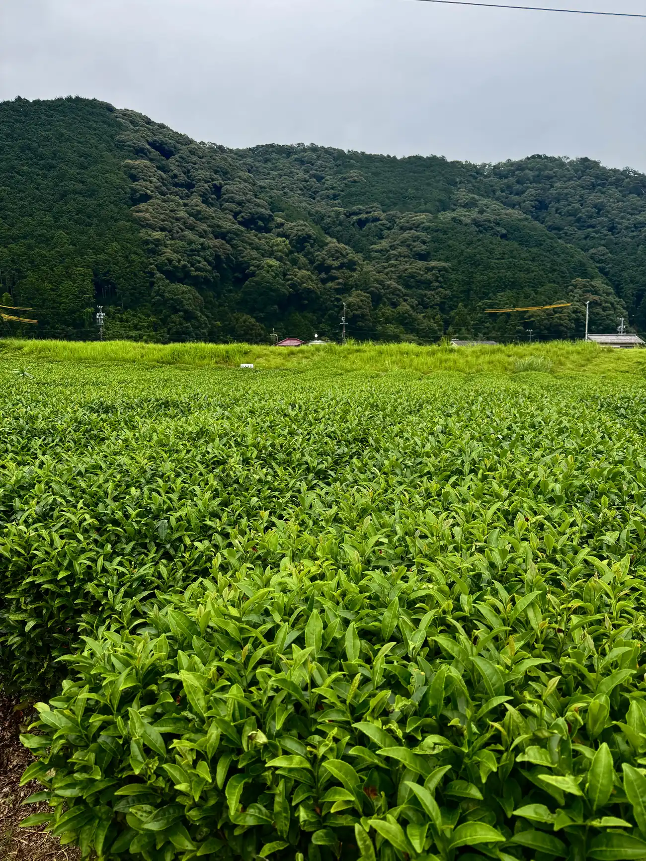 Single-origin sencha tea fields in Shizuoka, Japan