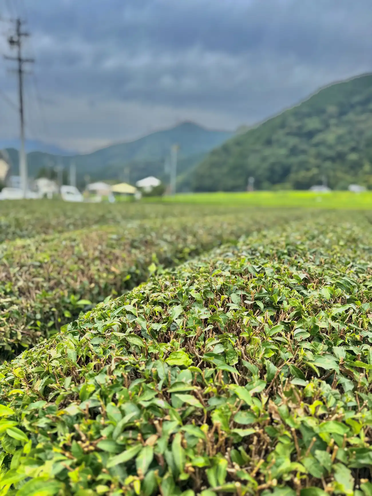 Japanese tea rows under a summer sky
